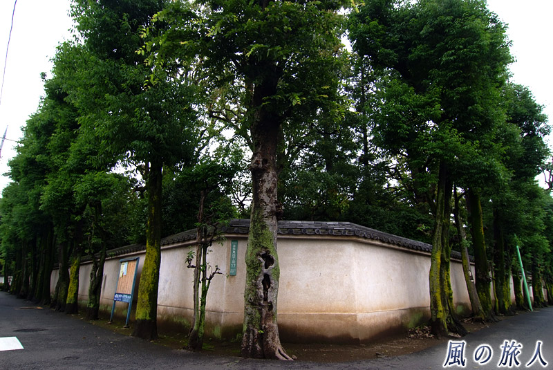 慶元寺の屋敷林