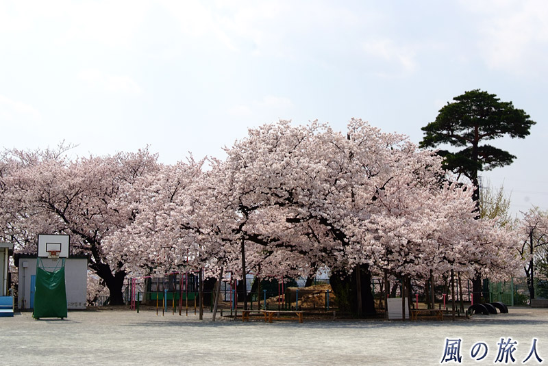 砧小学校の桜　満開の様子
