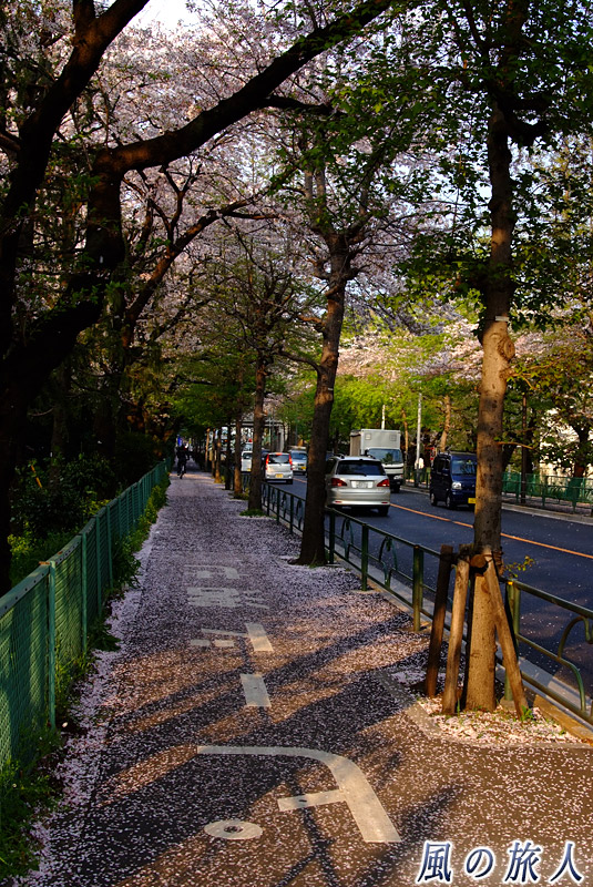 世田谷通り　大蔵団地の坂　桜の花びらが積もる歩道