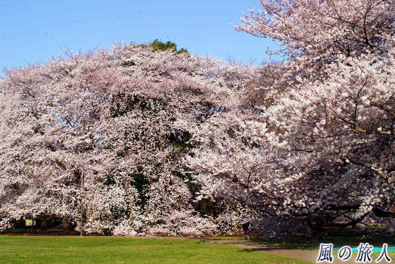 砧公園ファミリーパーク　桜のナイアガラ