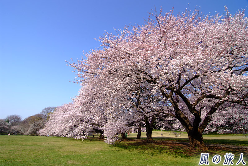 砧公園ファミリーパーク　立派な桜が並ぶ様子
