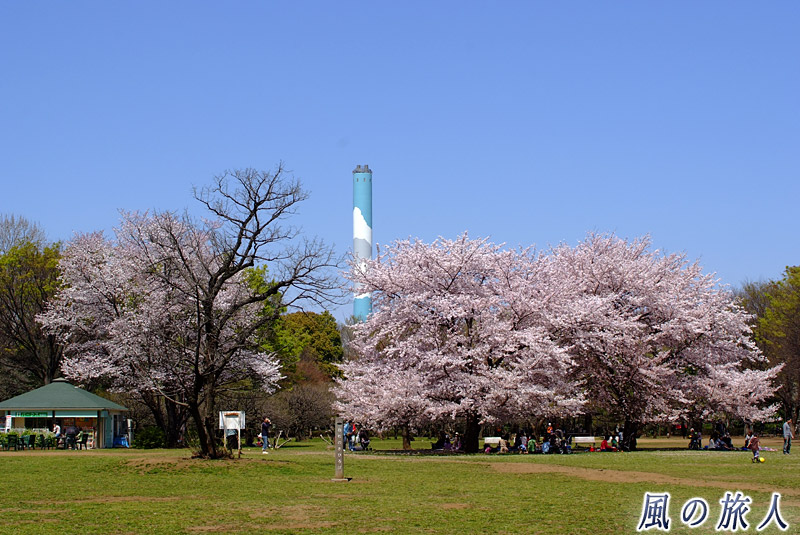都立砧公園　ねむの木広場　桜の季節
