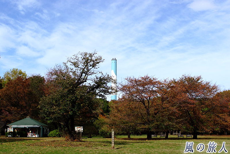 都立砧公園　ねむの木広場　紅葉の季節