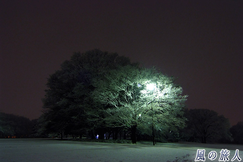 都立砧公園　雪の夜