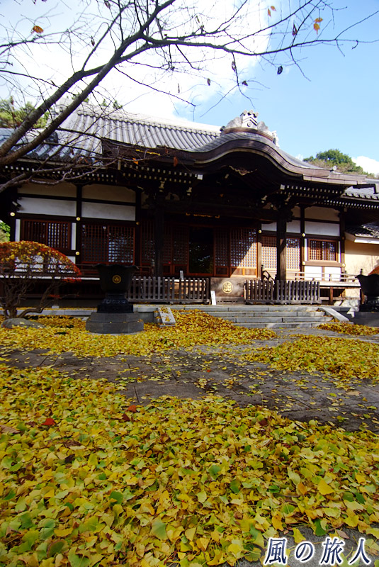 大蔵永安寺の大イチョウ　イチョウの葉だらけの境内