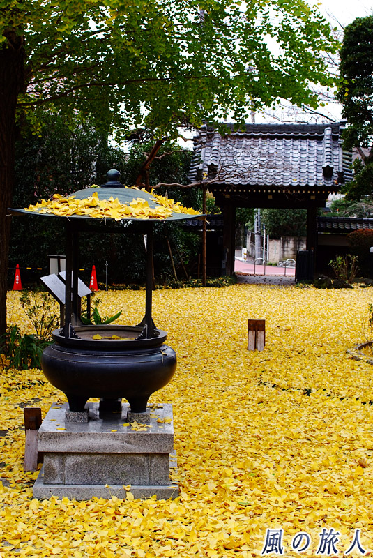 大蔵永安寺の大イチョウ　イチョウの葉の絨毯