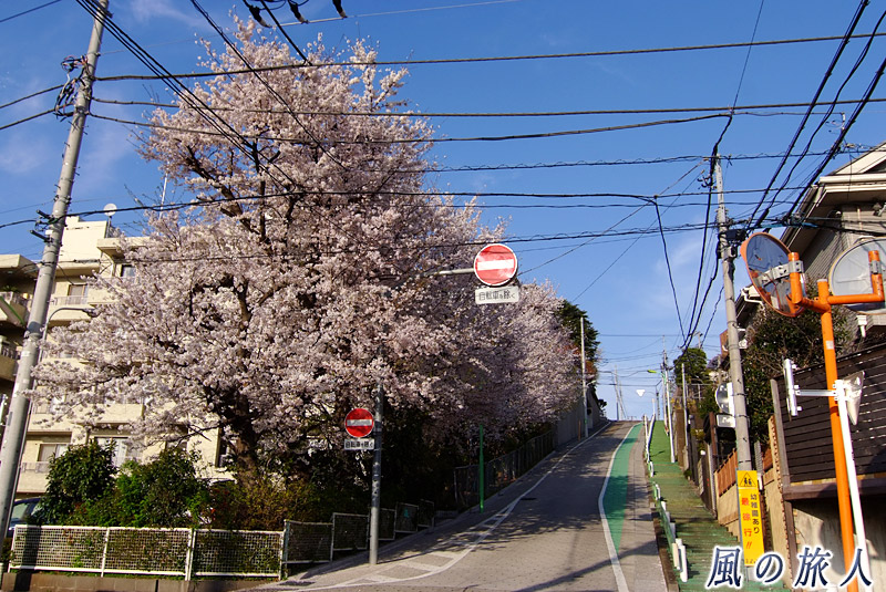 岡本三丁目の坂　桜の季節