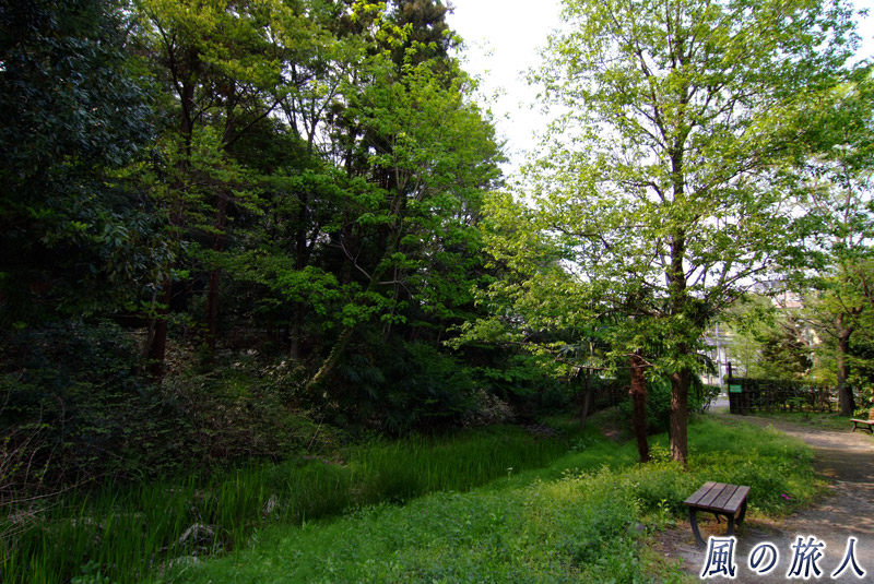 静嘉堂緑地　トンボの湿地の写真