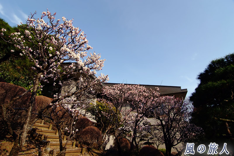 岡本静嘉堂文庫　美術館裏にある庭園の梅の写真