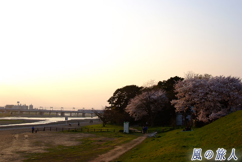二子玉川　夕刻の桜と松林の写真