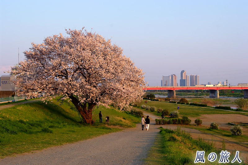 多摩川土手に咲く桜と武蔵小杉のビル群の写真