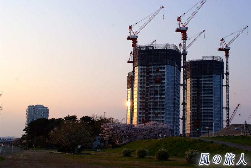 多摩川土手　二子玉川再開発中のビルと桜の写真