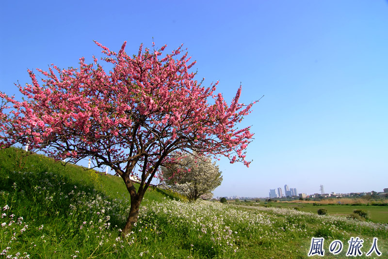 多摩川土手　色んな種類の桜の写真