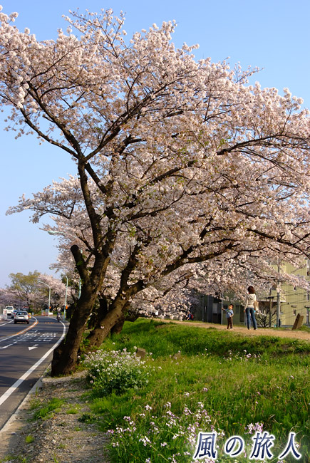 再開発前の多摩川土手の桜の写真