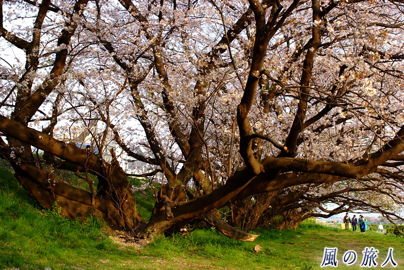 多摩川土手　複雑な枝振りの桜の写真