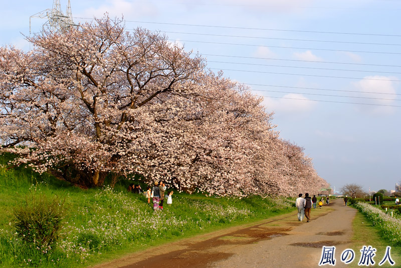 多摩川の土手　玉堤付近の桜の写真