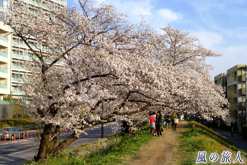 二子玉川　多摩川土手の桜の写真