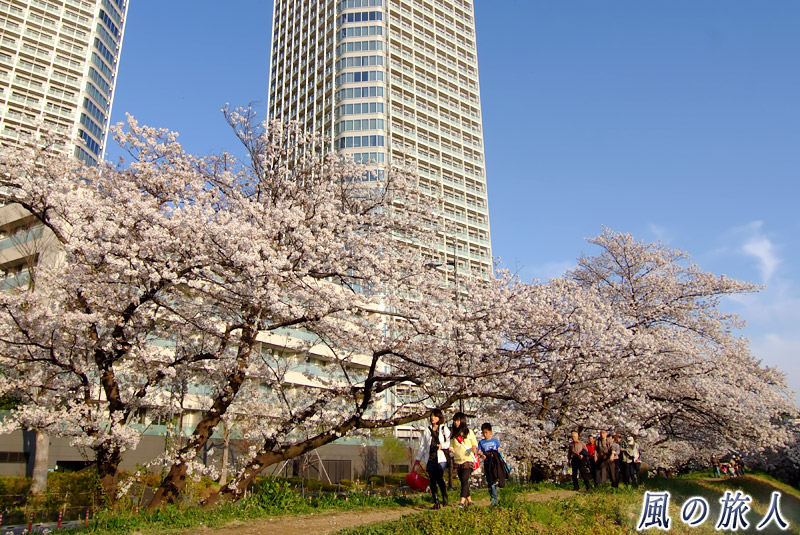 二子玉川　ライズビルと土手の桜の写真