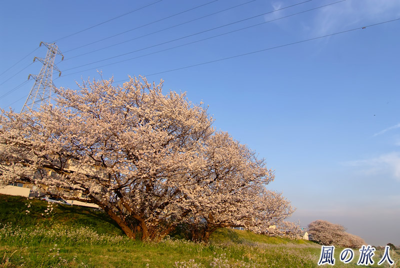 野毛付近　多摩川土手に咲く桜の写真