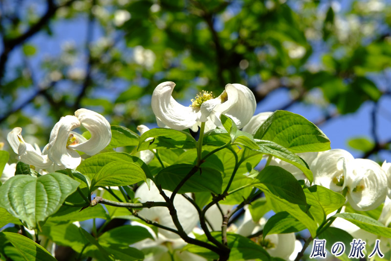 二子玉川　花水木の花の写真
