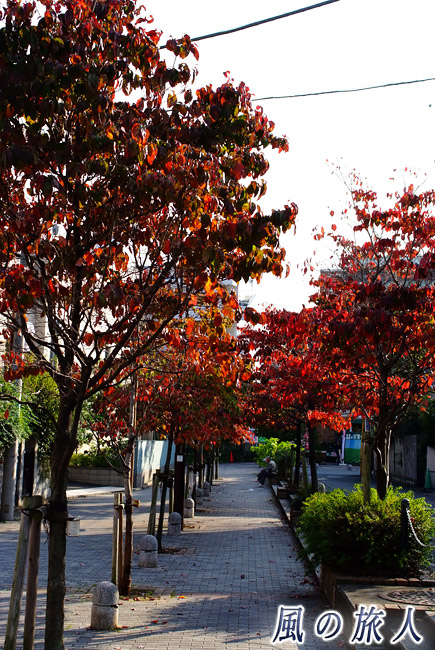二子玉川　ハナミズキの紅葉の写真