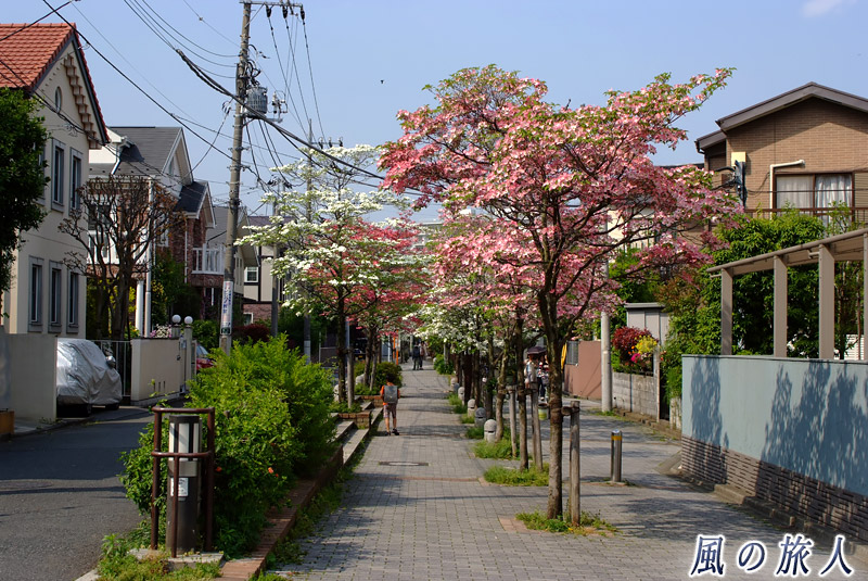 二子玉川　花水木が並ぶ遊歩道の写真