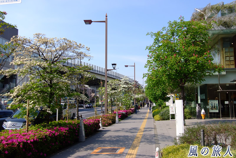 二子玉川　駅前通りの花みず木並木とつつじの写真