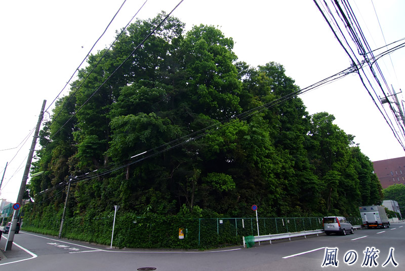 玉川台二丁目五郎様の森緑地　敷地内に山盛りの木々の写真