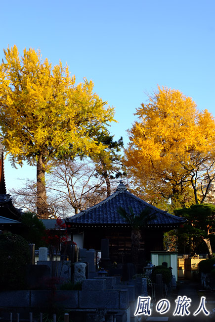 用賀無量寺　墓地から見たイチョウの木の写真