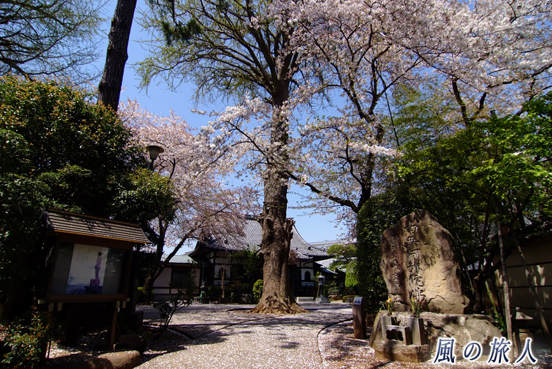 用賀無量寺　桜の時期の境内の写真