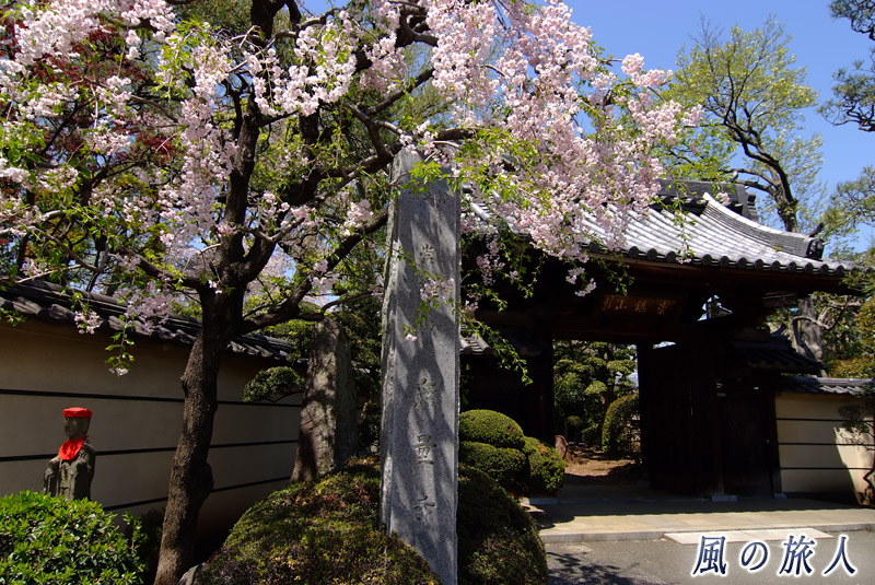 用賀無量寺　桜の時期の寺標と山門の写真