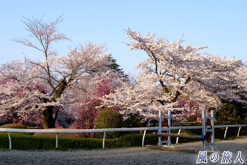 ＪＲＡ馬事公苑　ダートコースと桜の写真