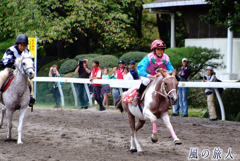 ＪＲＡ馬事公苑愛馬の日　子供ポニー競馬の写真
