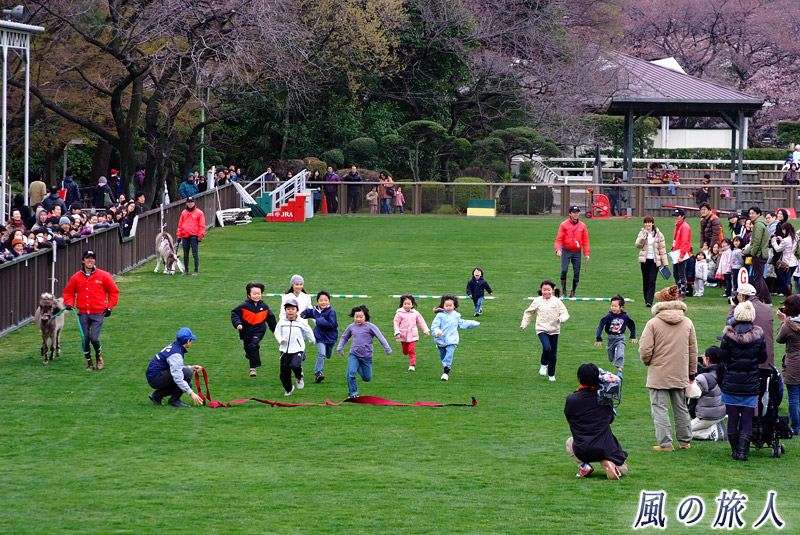 ＪＲＡ馬事公苑　ポニーと子供の競争の写真