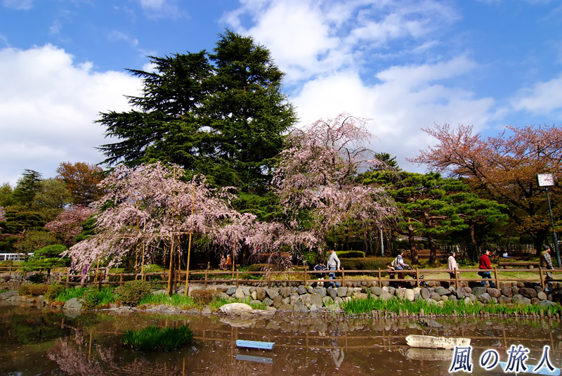 ＪＲＡ馬事公苑　日本庭園の写真