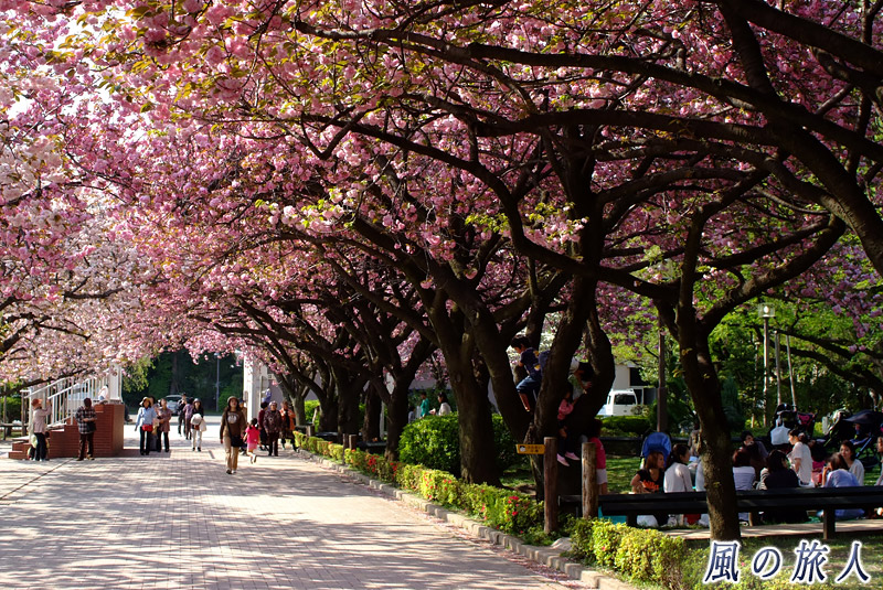 ＪＲＡ馬事公苑　ふれあい広場と桜のトンネルの写真