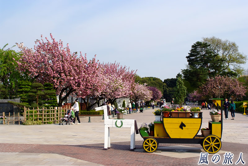 ＪＲＡ馬事公苑　馬車型の置物と里桜が並ぶメインストリートの写真