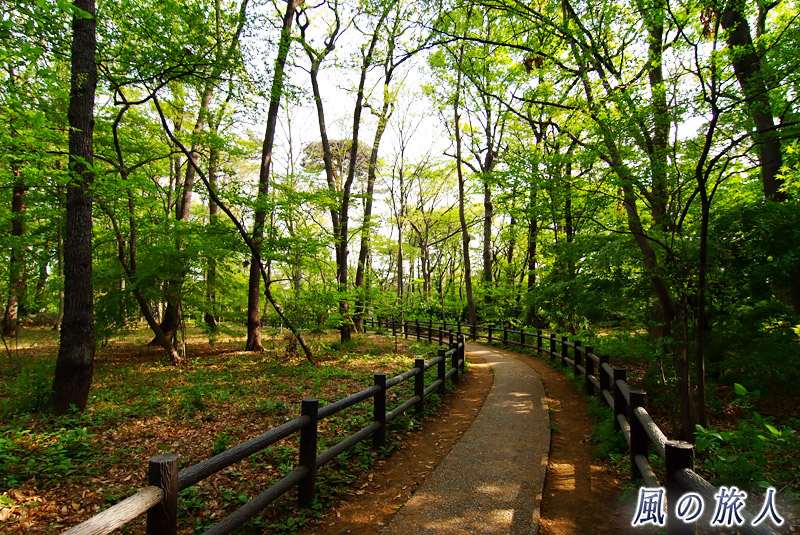 ＪＲＡ馬事公苑　武蔵野自然林の写真