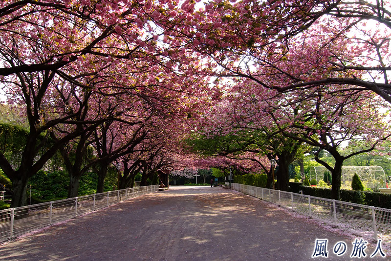 ＪＲＡ馬事公苑　馬車道の桜のトンネルの写真