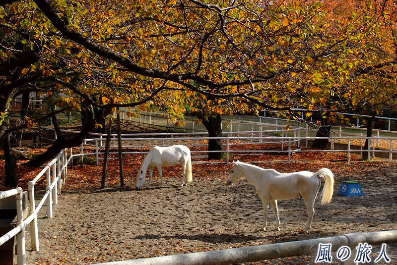 ＪＲＡ馬事公苑　放牧されている馬の写真