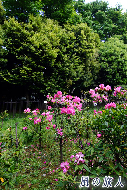 駒沢緑泉公園　樹木園横の花畑の写真