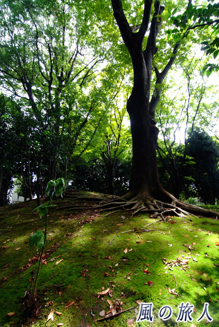 駒沢緑泉公園　樹木園内の木の写真