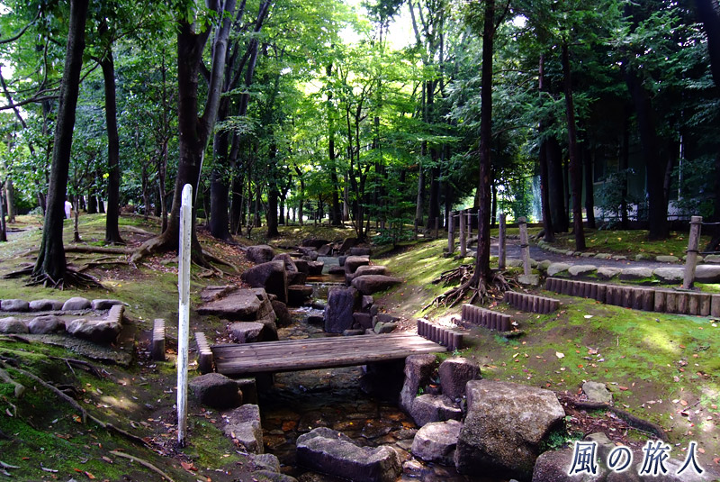 駒沢緑泉公園　樹木園を流れるせせらぎの写真
