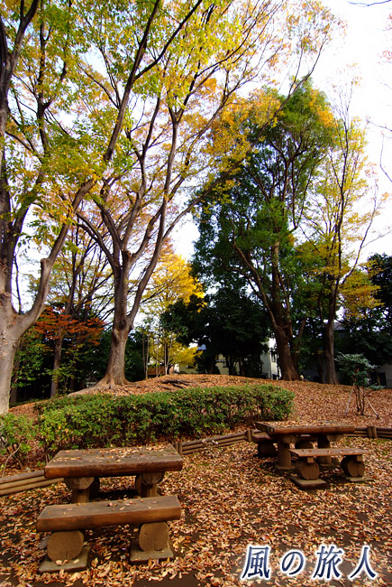 駒沢緑泉公園　秋の樹木園内の写真