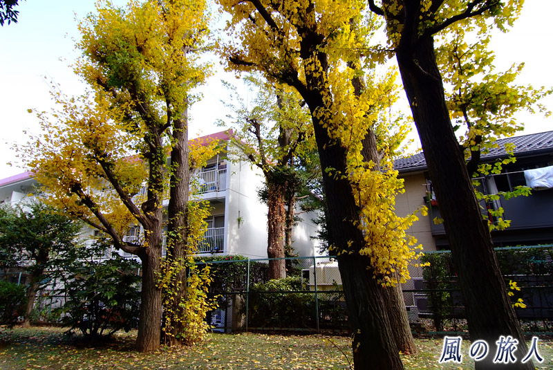 駒沢緑泉公園　紅葉するイチョウの木々の写真