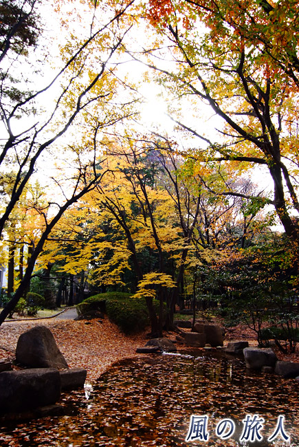 駒沢緑泉公園　紅葉時の池の周囲の写真