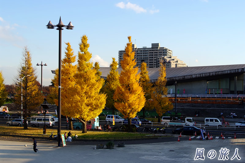 駒沢オリンピック公園　紅葉するイチョウと屋内球技場の写真