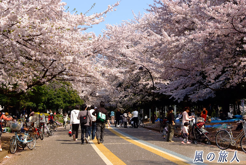 駒沢オリンピック公園　春のジョギングコースの写真