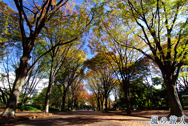 駒沢オリンピック公園　紅葉するケヤキ並木の様子を写した写真