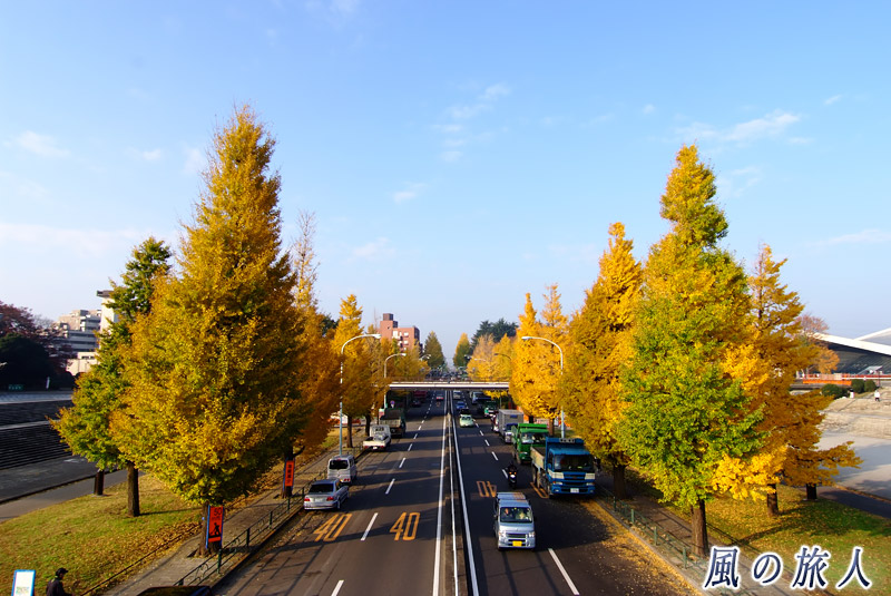 駒沢オリンピック公園　駒沢通りのイチョウ並木の写真